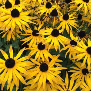 10661111_1522939571284021_1919028200_n