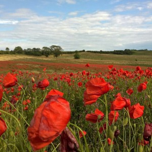 11849824_1508517876105075_788648761_n