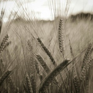 11918031_1586042238338653_1787633033_n